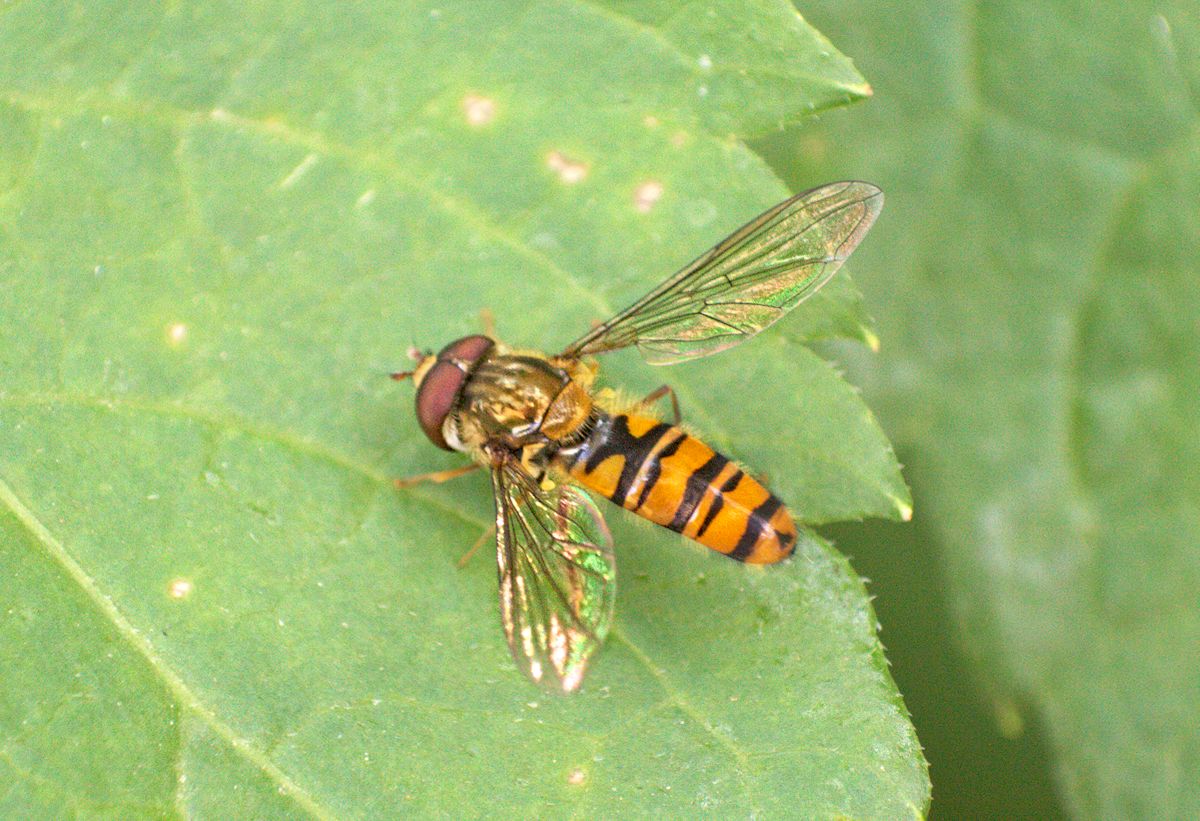 Episyrphus balteatus da confermare